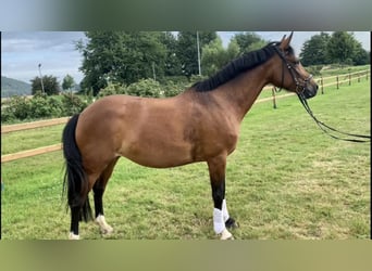 New Forest Pony te koop | ehorses.nl