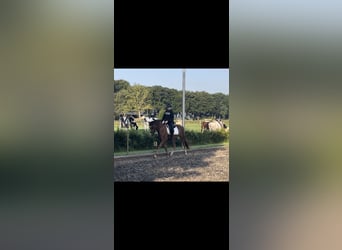 New Forest Pony, Merrie, 7 Jaar, 147 cm, Vos