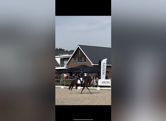 New Forest Pony, Merrie, 7 Jaar, 147 cm, Vos