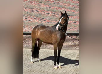 New Forest Pony, Merrie, 7 Jaar, 148 cm
