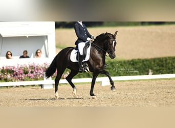 New Forest Pony, Merrie, 7 Jaar, 148 cm, Zwart