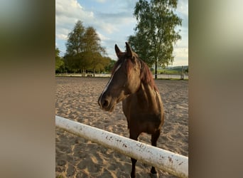 New Forest Pony Mix, Merrie, 7 Jaar, 148 cm, Zwart