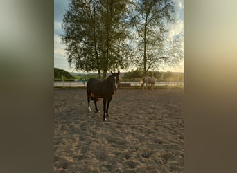 New Forest Pony Mix, Merrie, 7 Jaar, Zwart