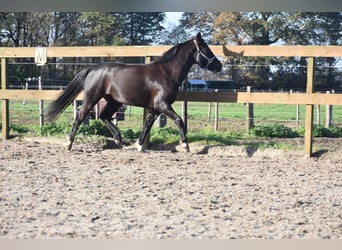New Forest Pony, Merrie, 8 Jaar, 138 cm, Zwart