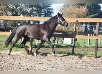 New Forest Pony, Merrie, 8 Jaar, 138 cm, Zwart