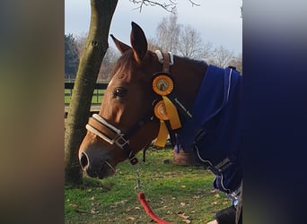 New Forest Pony, Merrie, 8 Jaar, 142 cm, Brauner