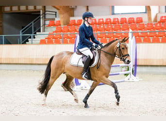 New Forest Pony, Stute, 8 Jahre, 142 cm, Brauner