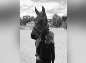 New Forest Pony, Merrie, 8 Jaar, 143 cm, Bruin