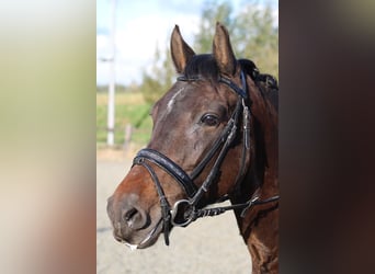 New Forest Pony, Merrie, 8 Jaar, 146 cm, Bruin