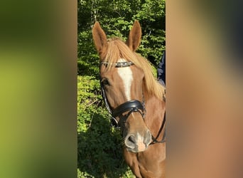 New Forest Pony, Merrie, 8 Jaar, 146 cm, Red Dun