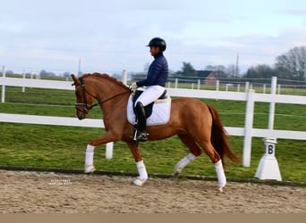 New Forest Pony, Merrie, 8 Jaar, 147 cm, Vos