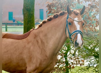 New Forest Pony, Merrie, 8 Jaar, 147 cm, Vos