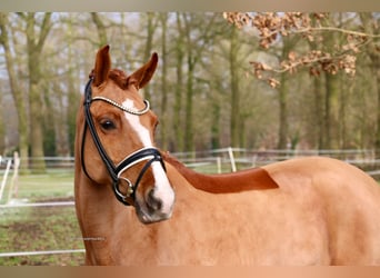 New Forest Pony, Merrie, 8 Jaar, 147 cm, Vos