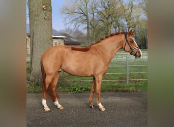 New Forest Pony, Merrie, 8 Jaar, 147 cm, Vos