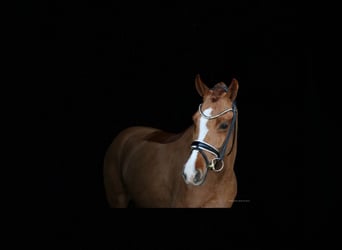 New Forest Pony, Merrie, 8 Jaar, 147 cm, Vos