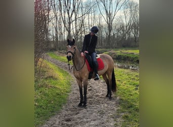 New Forest Pony, Merrie, 9 Jaar, 144 cm, Buckskin