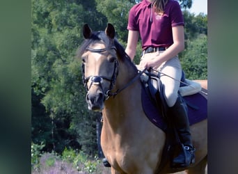 New Forest Pony, Merrie, 9 Jaar, 144 cm, Buckskin