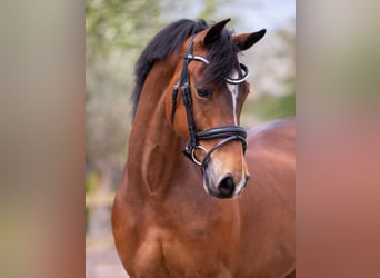 New Forest Pony, Merrie, 9 Jaar, 147 cm, Bruin