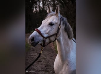 New Forest Pony Mix, Stute, 9 Jahre, 147 cm, Schimmel