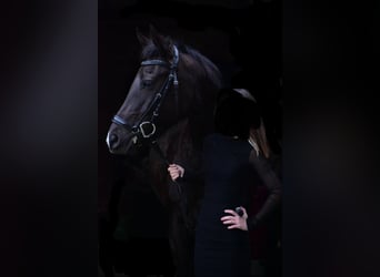 New Forest Pony, Merrie, 9 Jaar, 148 cm, Zwartbruin