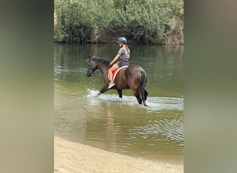 New Forest Pony, Merrie, 9 Jaar, 148 cm, Zwartbruin