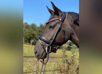 New Forest Pony, Merrie, 9 Jaar, 148 cm, Zwartbruin