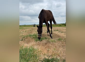 New Forest Pony, Merrie, Veulen (03/2026), 110 cm, Bruin