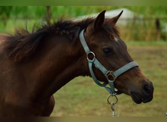 New Forest Pony, Merrie, Veulen (03/2026), 110 cm, Bruin