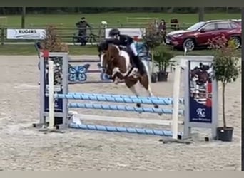 New Forest Pony, Ruin, 10 Jaar, 153 cm, Gevlekt-paard