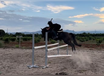 New Forest Pony, Wallach, 11 Jahre, 146 cm, Dunkelbrauner