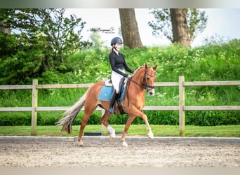 New Forest Pony, Ruin, 11 Jaar, 148 cm, Vos