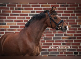 New Forest Pony, Ruin, 12 Jaar, 140 cm, Bruin