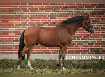 New Forest Pony, Ruin, 12 Jaar, 140 cm, Bruin