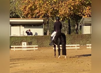 New Forest Pony, Ruin, 12 Jaar, 146 cm, Donkerbruin