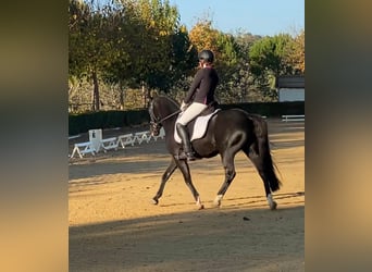 New Forest Pony, Ruin, 12 Jaar, 146 cm, Donkerbruin