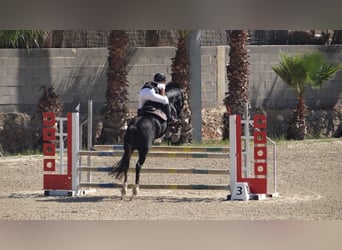 New Forest Pony, Ruin, 12 Jaar, 146 cm, Donkerbruin