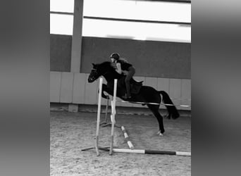 New Forest Pony, Wallach, 12 Jahre, 146 cm, Rappe