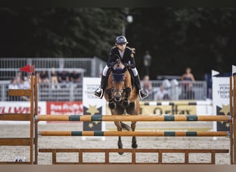 New Forest Pony, Ruin, 12 Jaar, 148 cm, Bruin
