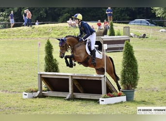 New Forest Pony, Ruin, 13 Jaar, 145 cm