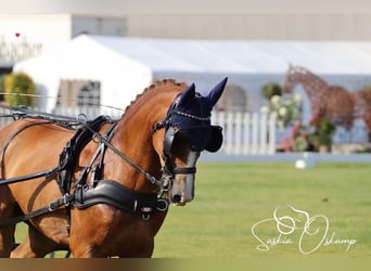 New Forest Pony, Ruin, 13 Jaar, 147 cm, Vos