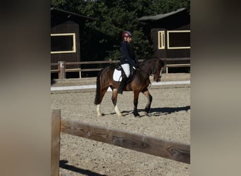New Forest Pony, Ruin, 14 Jaar, 118 cm, Brauner