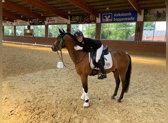 New Forest Pony, Ruin, 14 Jaar, 146 cm, Bruin