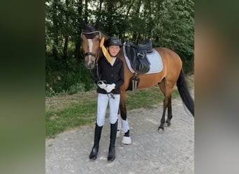 New Forest Pony, Ruin, 14 Jaar, 146 cm, Bruin
