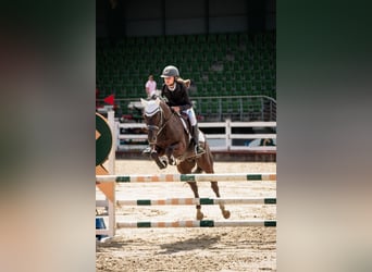 New Forest Pony, Ruin, 14 Jaar, 146 cm, Donkerbruin