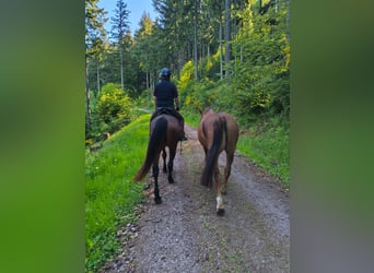 New Forest Pony, Ruin, 14 Jaar, 147 cm, Vos