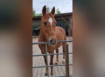 New Forest Pony, Ruin, 14 Jaar, 147 cm, Vos