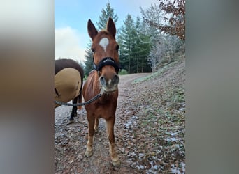 New Forest Pony, Ruin, 14 Jaar, 147 cm, Vos