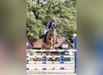 New Forest Pony, Ruin, 14 Jaar, 147 cm, Vos
