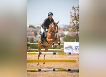 New Forest Pony, Ruin, 15 Jaar, 145 cm, Vos