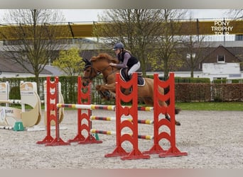 New Forest Pony, Ruin, 15 Jaar, 147 cm, Vos